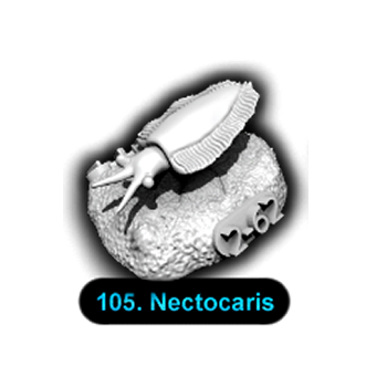 No.105 Nectocaris