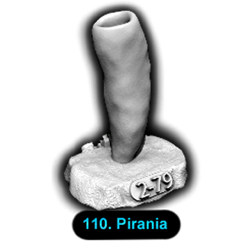 No.110 Pirania