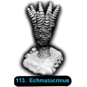 No.113 Echmatocrinus