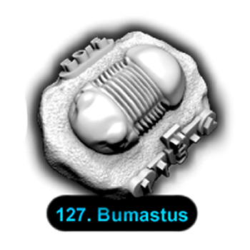 No.127 Bumastus