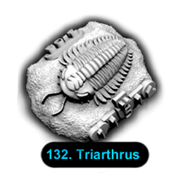 No.132 Triarthrus