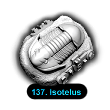 No.137 Isotelus