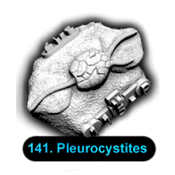No.141 Pleurocystites