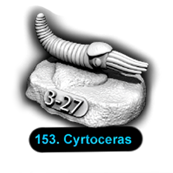 No.153 Cyrtoceras