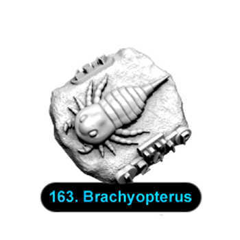 No.163 Brachyopterus