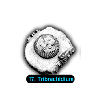 No.017 Tribrachidium
