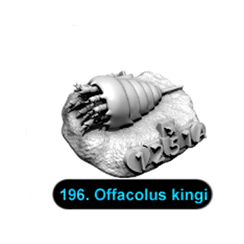 No.196 Offacolus kingi