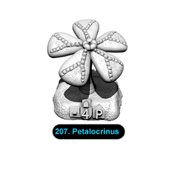 No.207 Petalocrinus