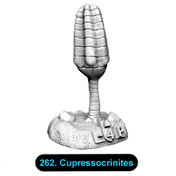 No.262 Cupressocrinites