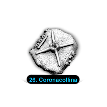 No.026 Coronacollina