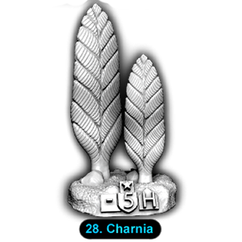No.028 Charnia