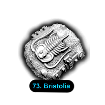No.073 Bristolia