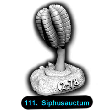 No.111 Siphusauctum