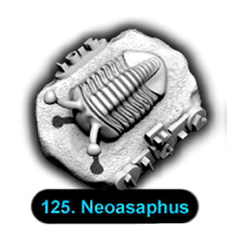 No.125 Neoasaphus