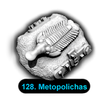 No.128 Metopolichas