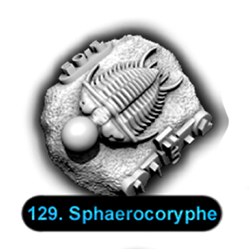 No.129 Sphaerocoryphe