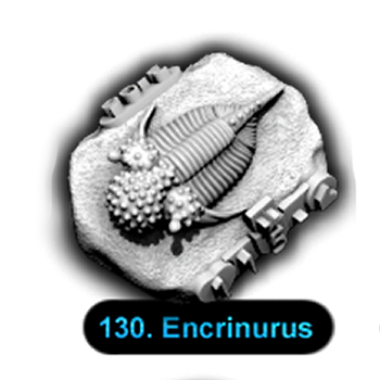 No.130. Encrinurus