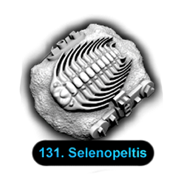 No.131 Selenopeltis