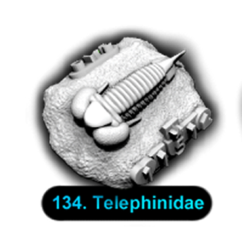 No.134 Telephinidae