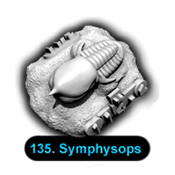 No.135 Symphysops
