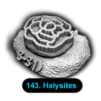 No.143 Halysites
