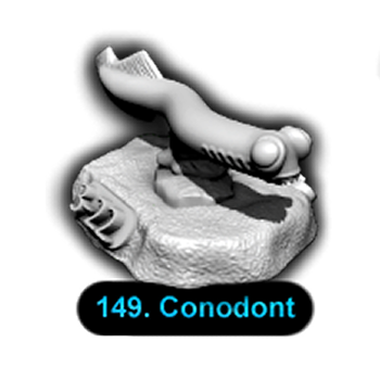 No.149 Conodont