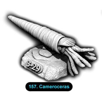 No.157 Cameroceras