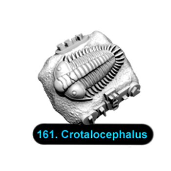 No.161 Crotalocephalus