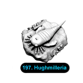No.197 Hughmilleria