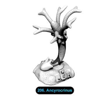 No.206 Ancyrocrinus