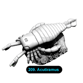 No.209 Acutiramus