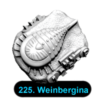No.225 Weinbergina