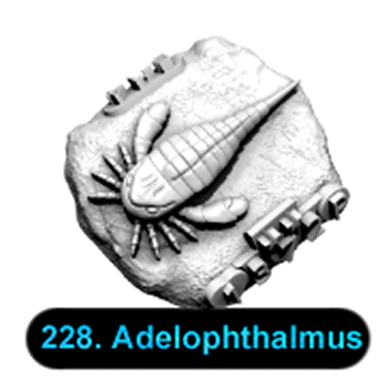 No.228 Adelophthalmus