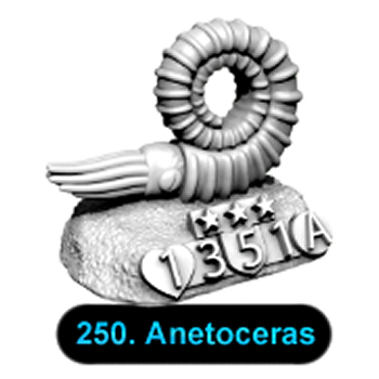 No.250 Anetoceras