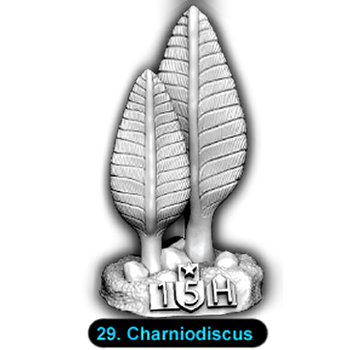 No.029 Charniodiscus