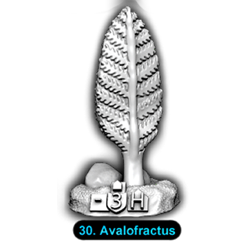No.030 Avalofractus