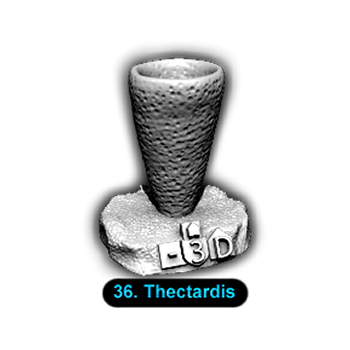 No.036 Thectardis
