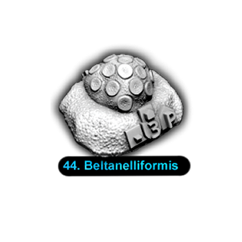 No.044 Beltanelliformis