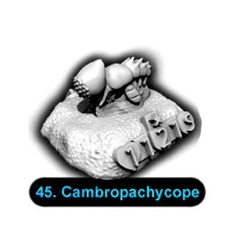 No.045 Cambropachycope