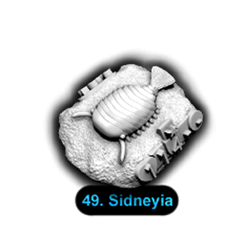 No.049 Sidneyia