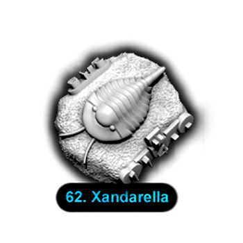 No.062 Xandarella