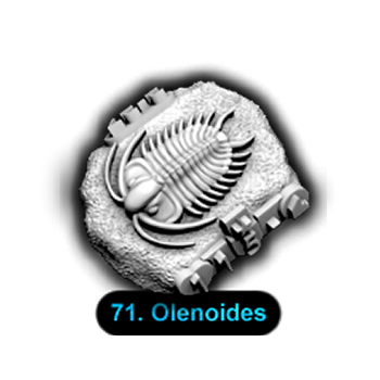 No.071 Olenoides