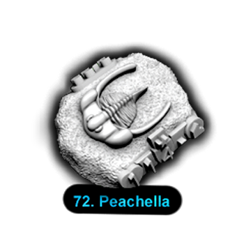 No.072 Peachella