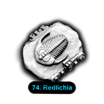 No.074 Redlichia