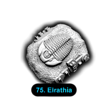 No.075 Elrathia