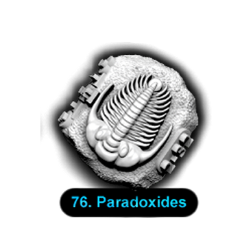 No.076 Paradoxides