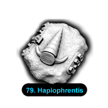 No.079 Haplophrentis