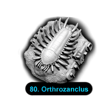 No.080 Orthrozanclus