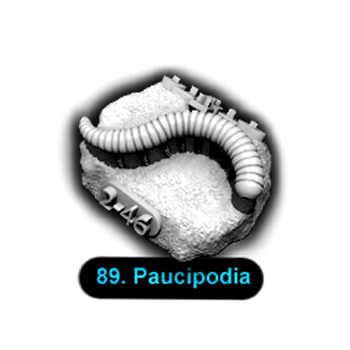 No.089 Paucipodia